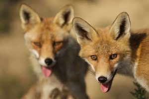 The-Dune-Foxes-of-the-Netherlands-576157ee0b612__880