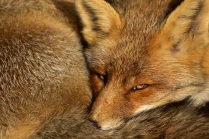 The-Dune-Foxes-of-the-Netherlands-57615815d7d52__880
