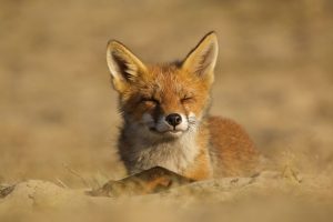 The-Dune-Foxes-of-the-Netherlands-57615854be3b7__880