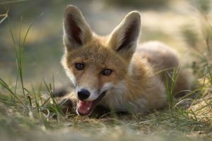 The-Dune-Foxes-of-the-Netherlands-57615933307d5__880