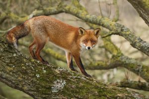 The-Dune-Foxes-of-the-Netherlands-5761598631ee6__880