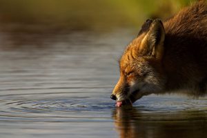 The-Dune-Foxes-of-the-Netherlands-576159aca26f6__880