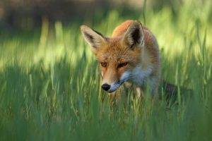 The-Dune-Foxes-of-the-Netherlands-576159e28cb9a__880