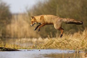 The-Dune-Foxes-of-the-Netherlands-57615a228d0af__880