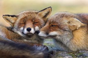 The-Dune-Foxes-of-the-Netherlands-57615a4104363__880