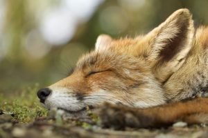 The-Dune-Foxes-of-the-Netherlands-57615aa1ce053__880