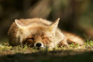 The-Dune-Foxes-of-the-Netherlands-57615b6a46ab9__880