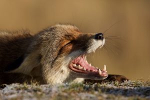 The-Dune-Foxes-of-the-Netherlands-57615c10b7f12__880