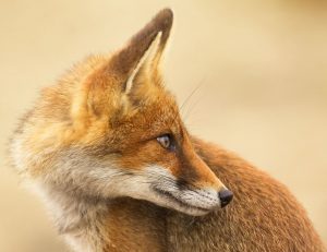 The-Dune-Foxes-of-the-Netherlands-57615ca85f5e0__880