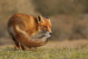 The-Dune-Foxes-of-the-Netherlands-57615df27218e__880