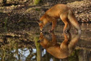 The-Dune-Foxes-of-the-Netherlands-576161ec8f367__880